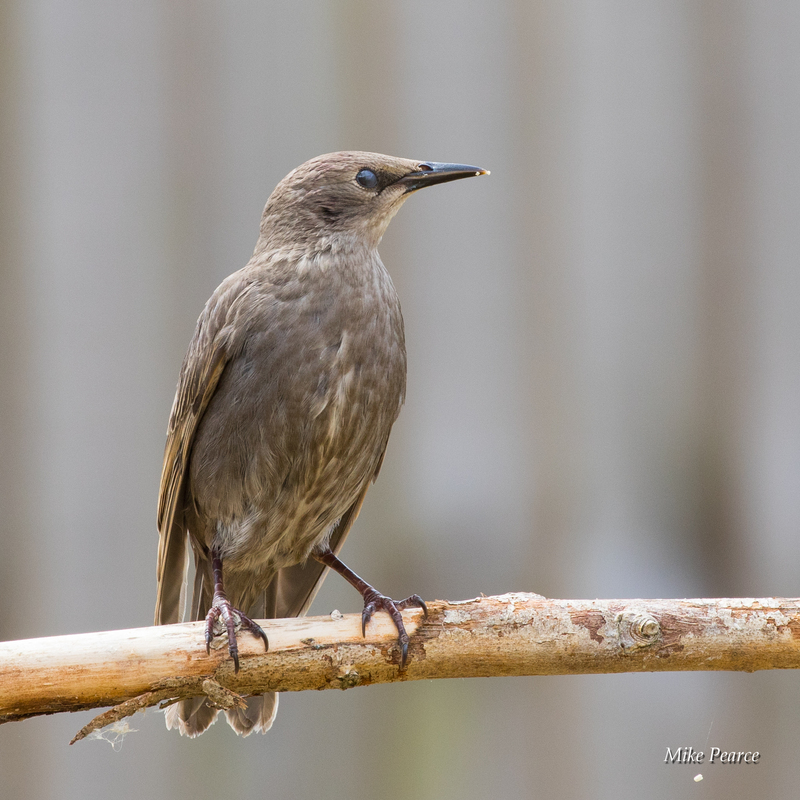 Starling, juvenile