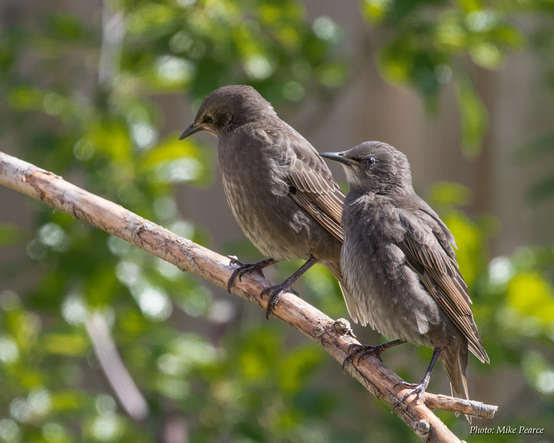 Starlings, juvenile