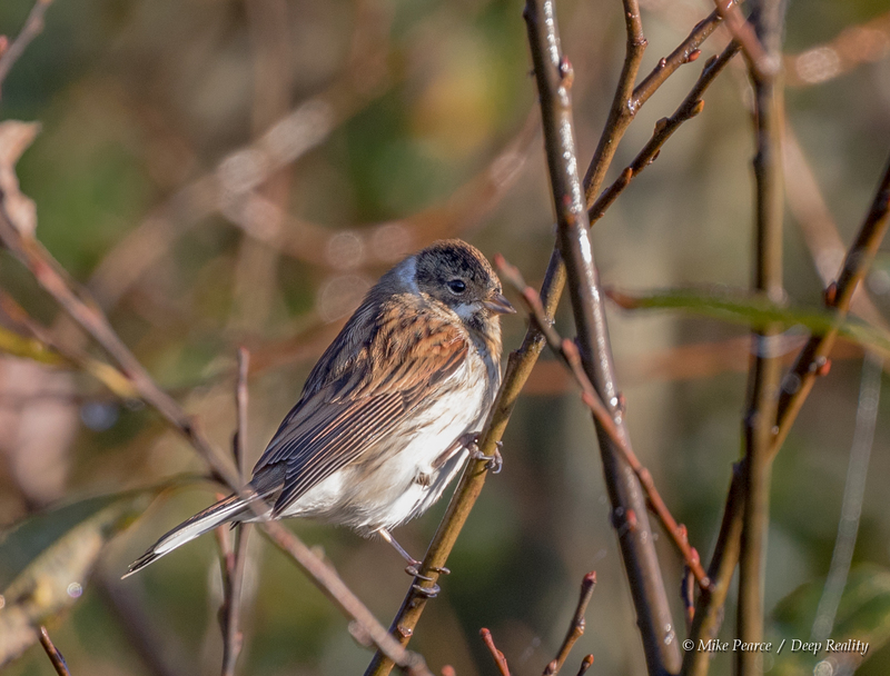 Reed bunting, male
