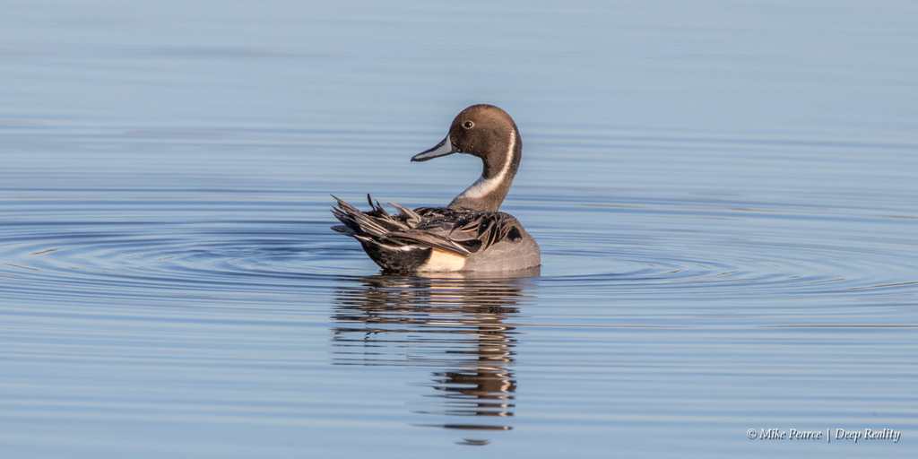 Pintail, male