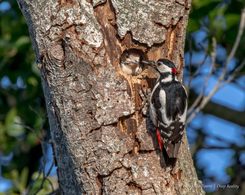 Great spotted woodpecker, male, feeding young. RSPB Ham Wall