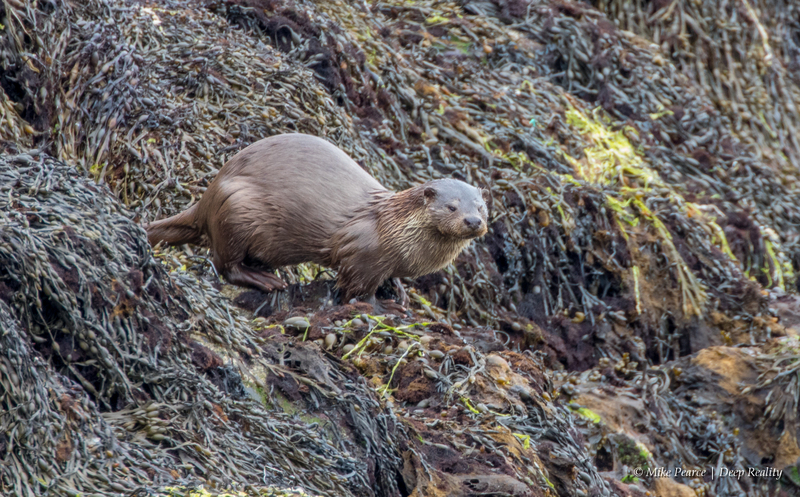 Otter, Scotland