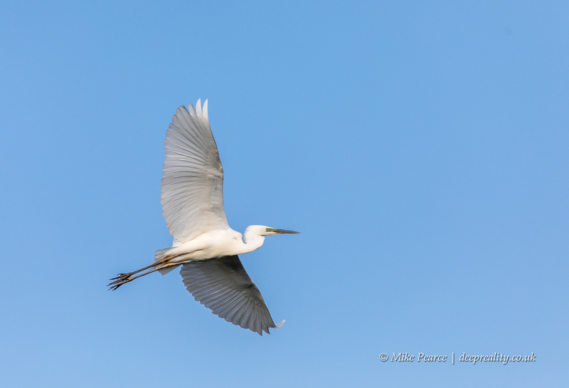 Great white egret | RSPB Ham Wall