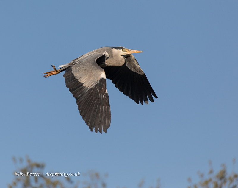 Grey Heron | RSPB Ham Wall
