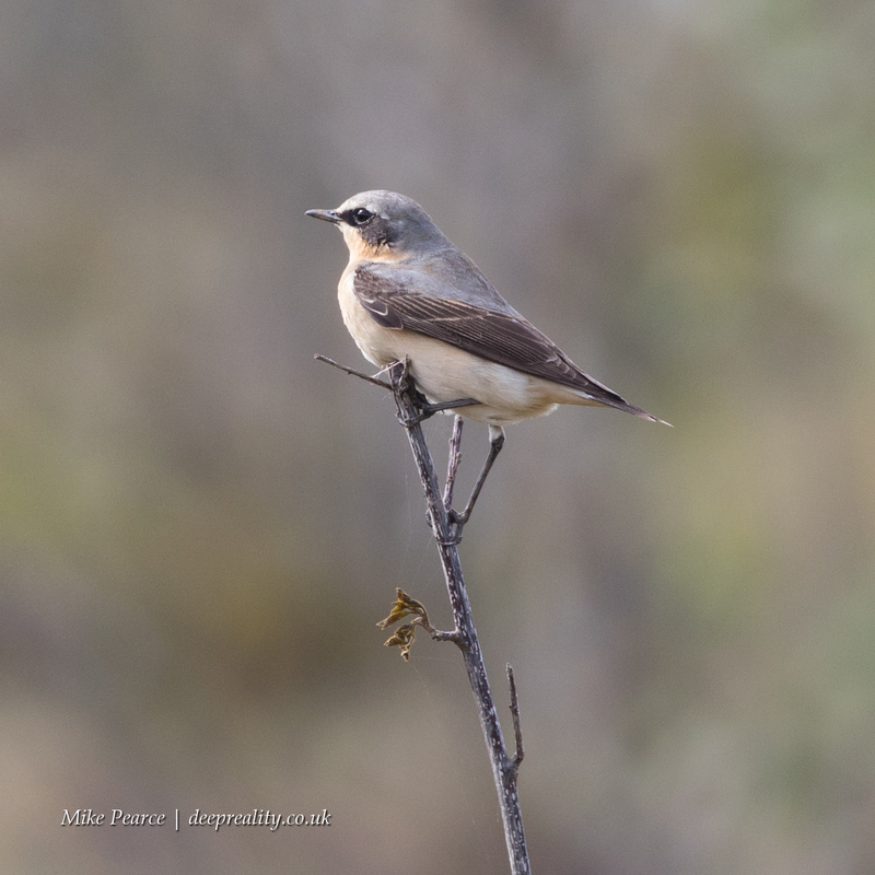 Wheatear, male | SWT Westhay