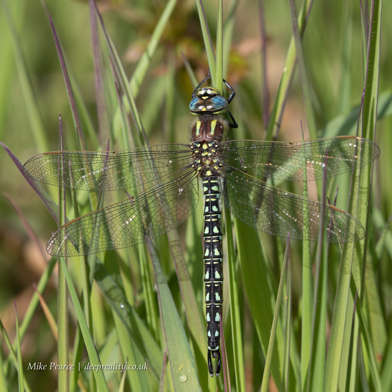Hairy Dragonfly, male | SWT Westhay