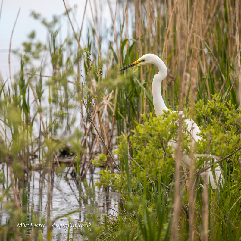 Great white egret | Shapwick Heath NNR
