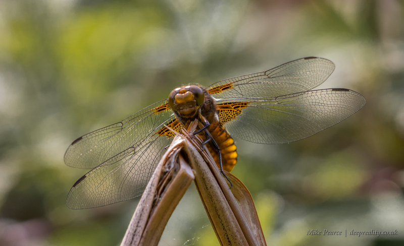 Broad-bodied chaser, female | RSPB Aylesbeare