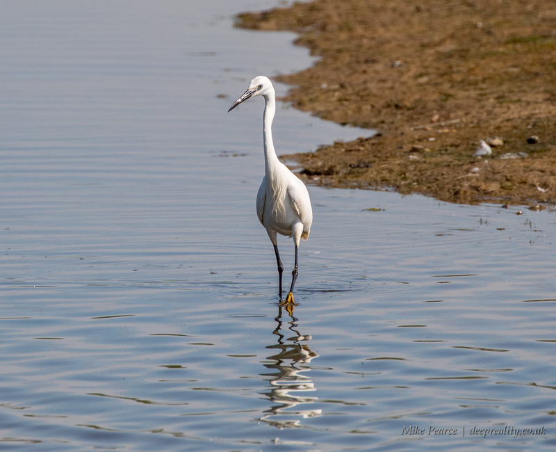 Little white egret | Seaton Wetlands