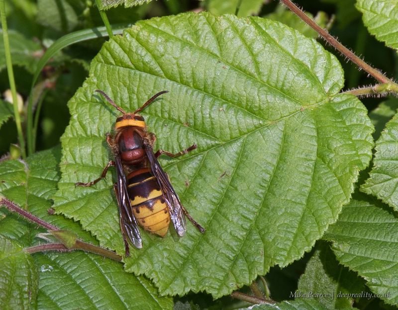 Hornet, female | RSPB Swell Wood