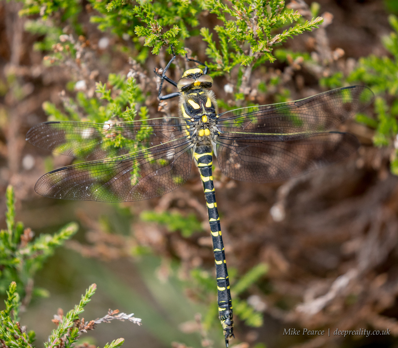 Golden-ringed dragonfly, female. Scotland