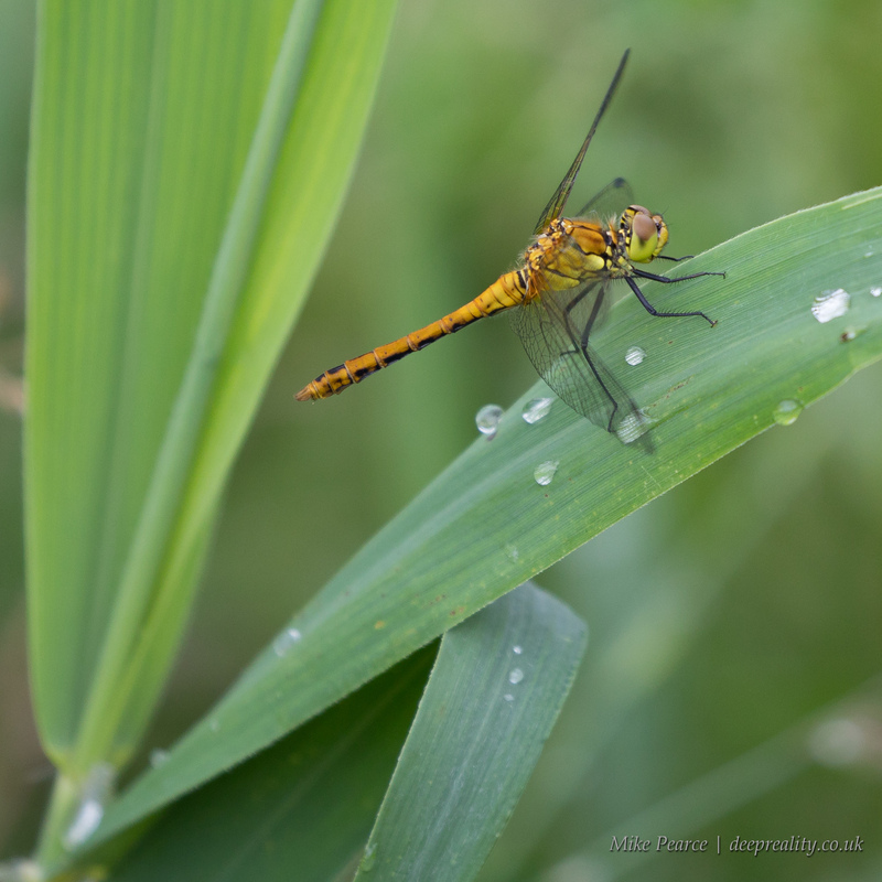 Common darter dragonfly. RSPB Ham Wall