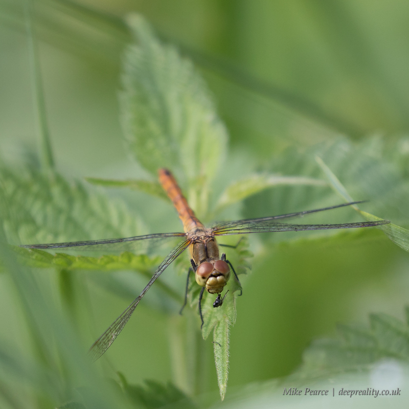 Common darter dragonfly eating a fly | RSPB Ham Wall