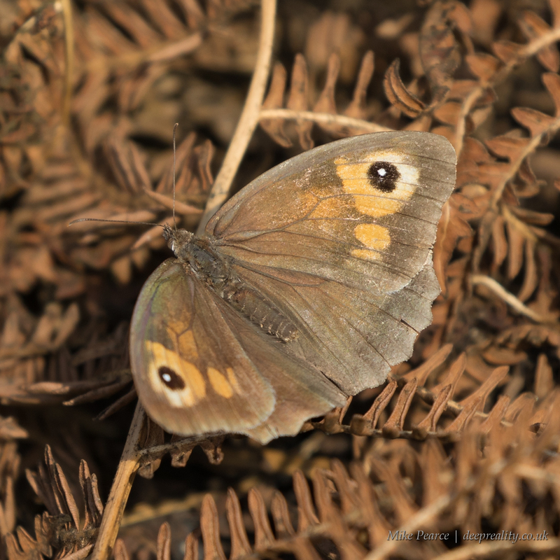 Meadow brown, female | RSPB Ham Wall