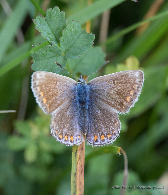Common blue, female | Kingley Vale