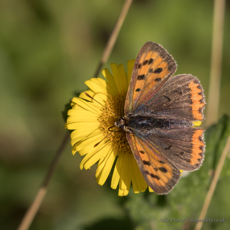 Small copper | RSPB Dungeness