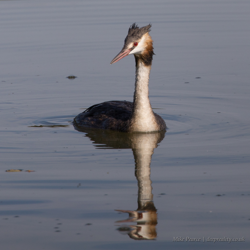 Great crested grebe | Romeleare, France