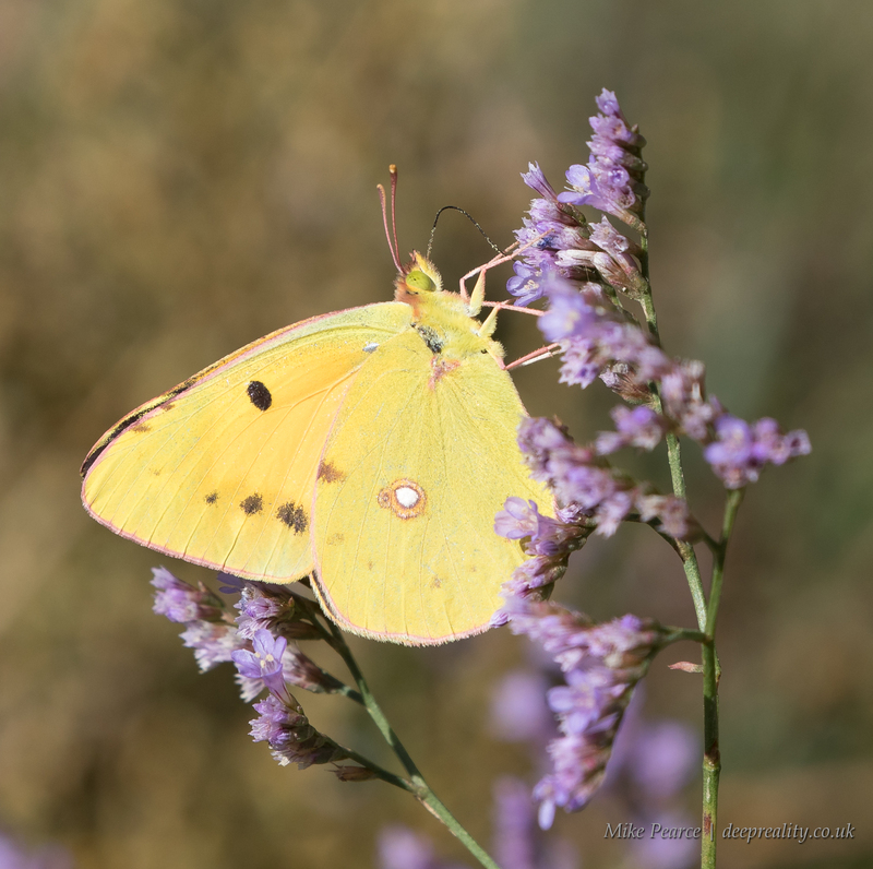 Clouded yellow | Camargue, France