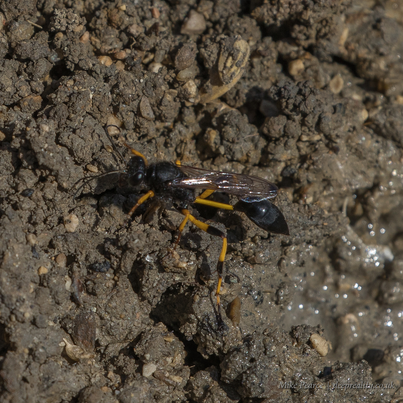 Mud dauber wasp| Camargue, France