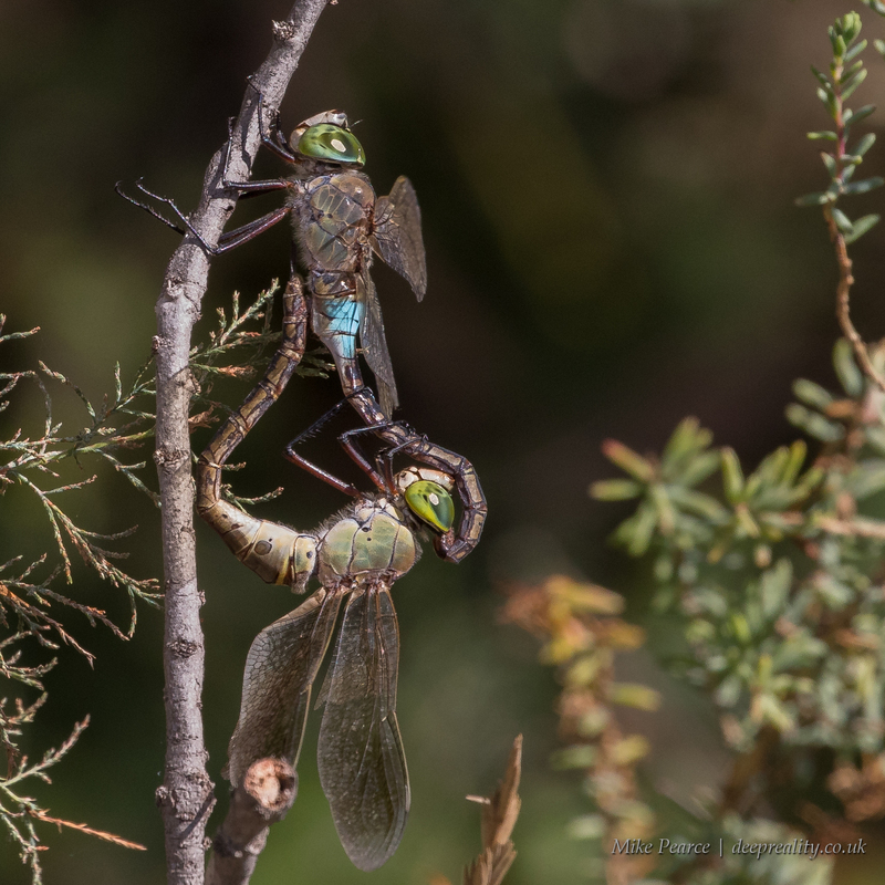 Emperor dragonflies, mating | Camargue, France