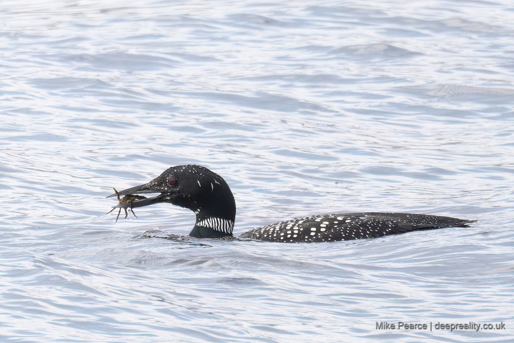 Great northern diver with crab - Loch Na Keal Mull, Scotland