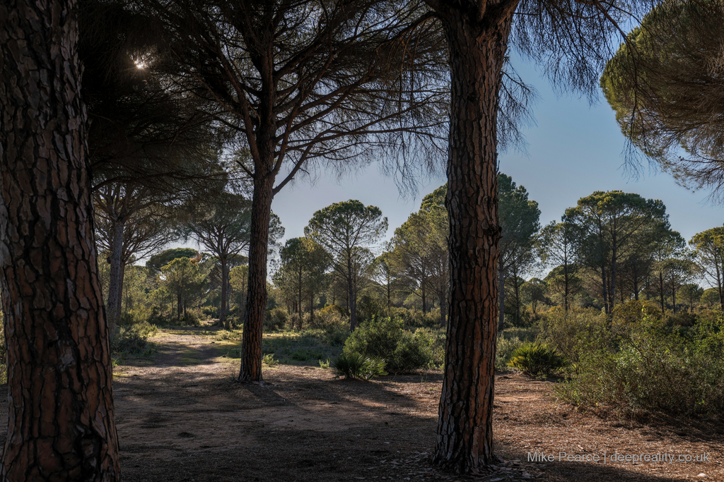 Pine forest at Marismas de Setina