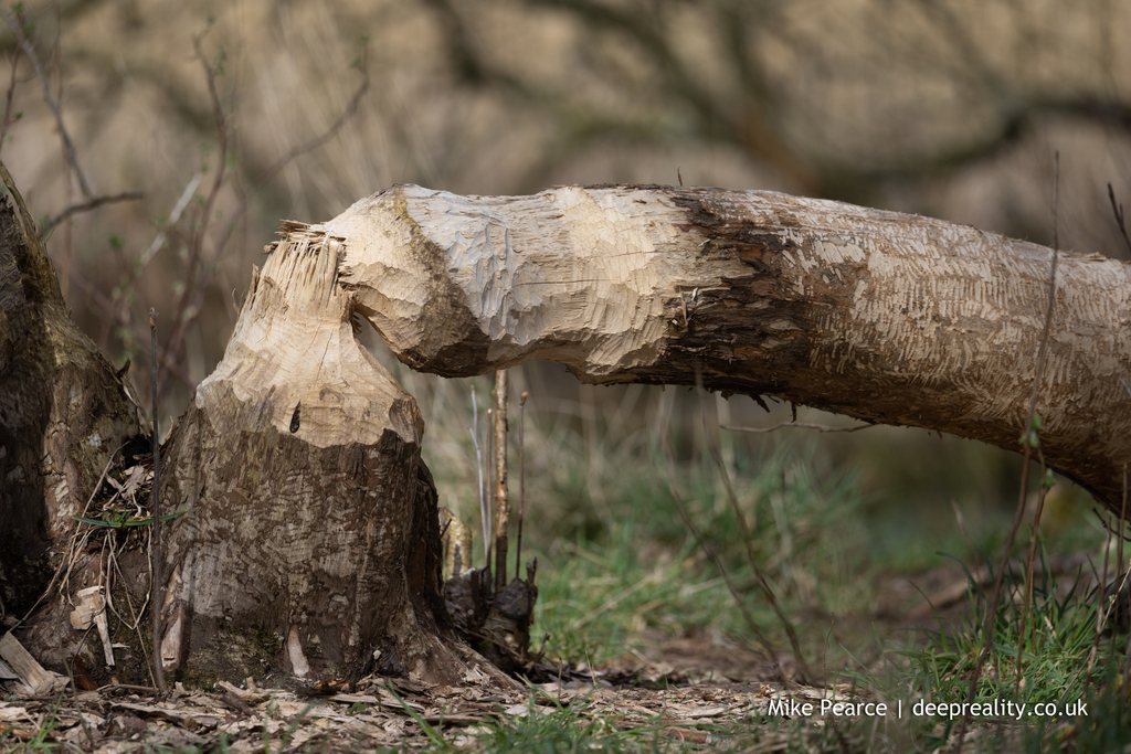 Tree felled by beaver, Loch of Kinnordy