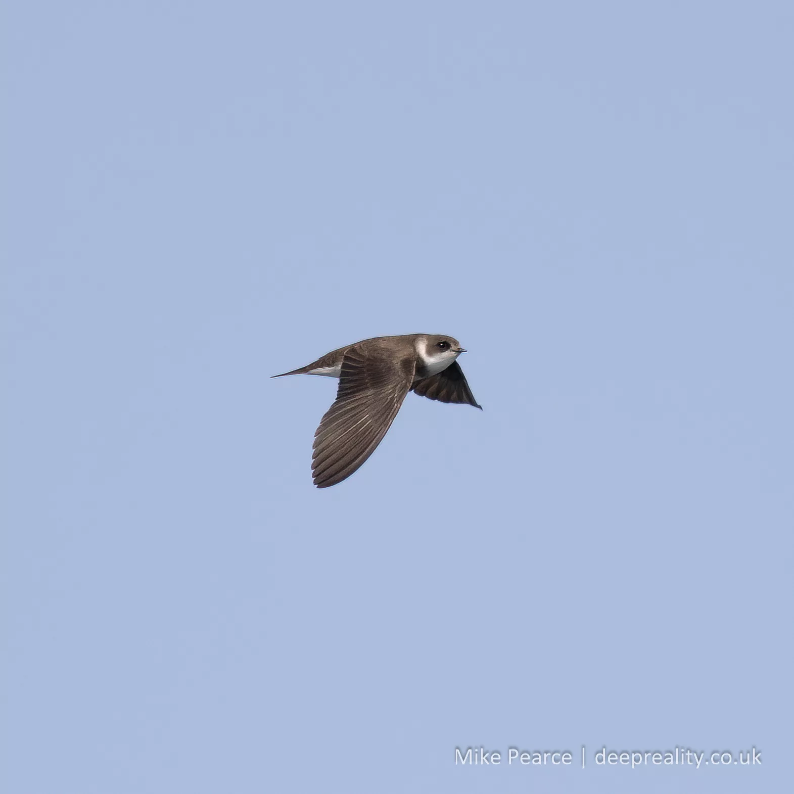 Sand Martin
