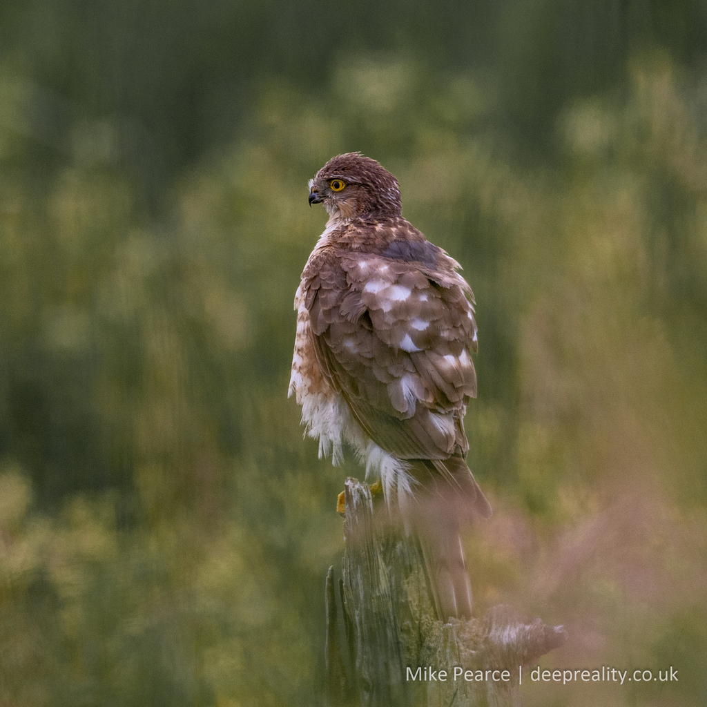 Sparrow Hawk, juvenile
