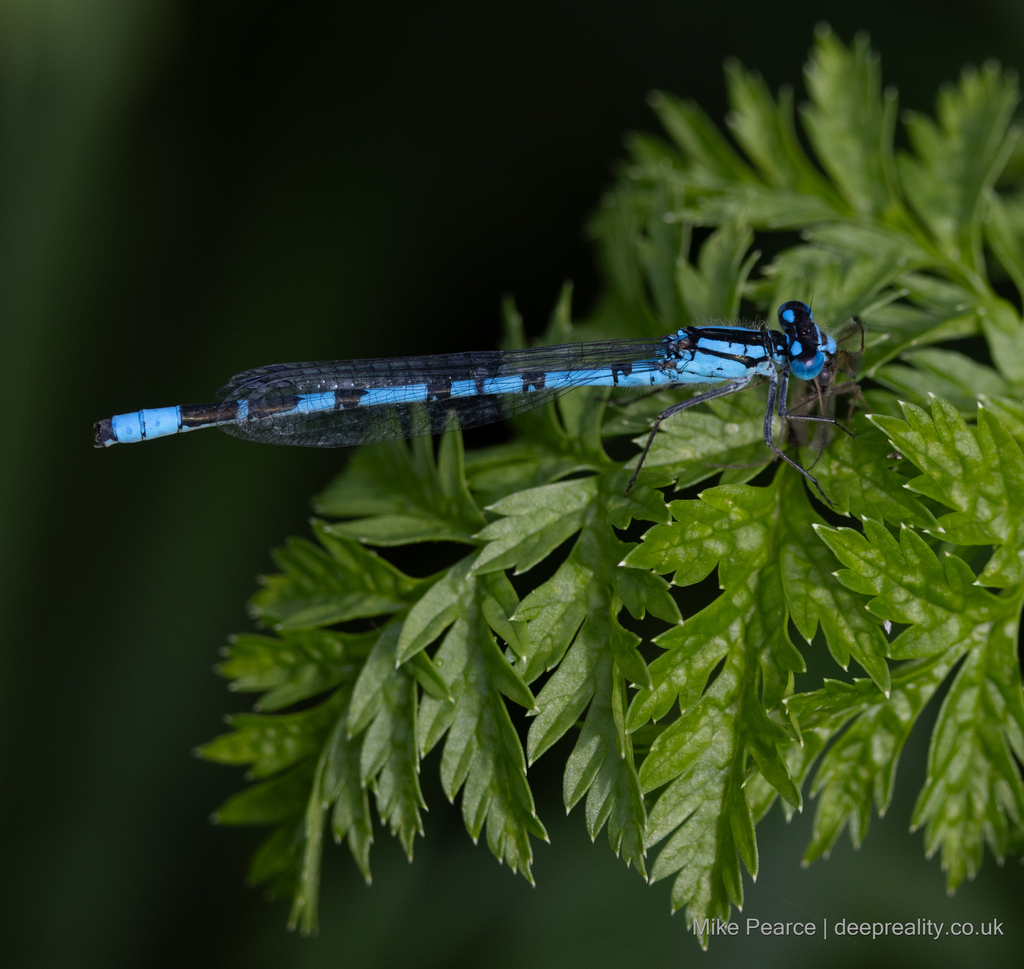 Common Blue Damslefly