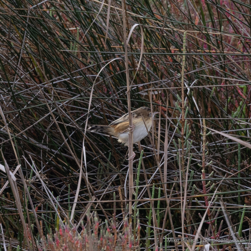 Zitting Cisticola (Fan-tailed Warbler)