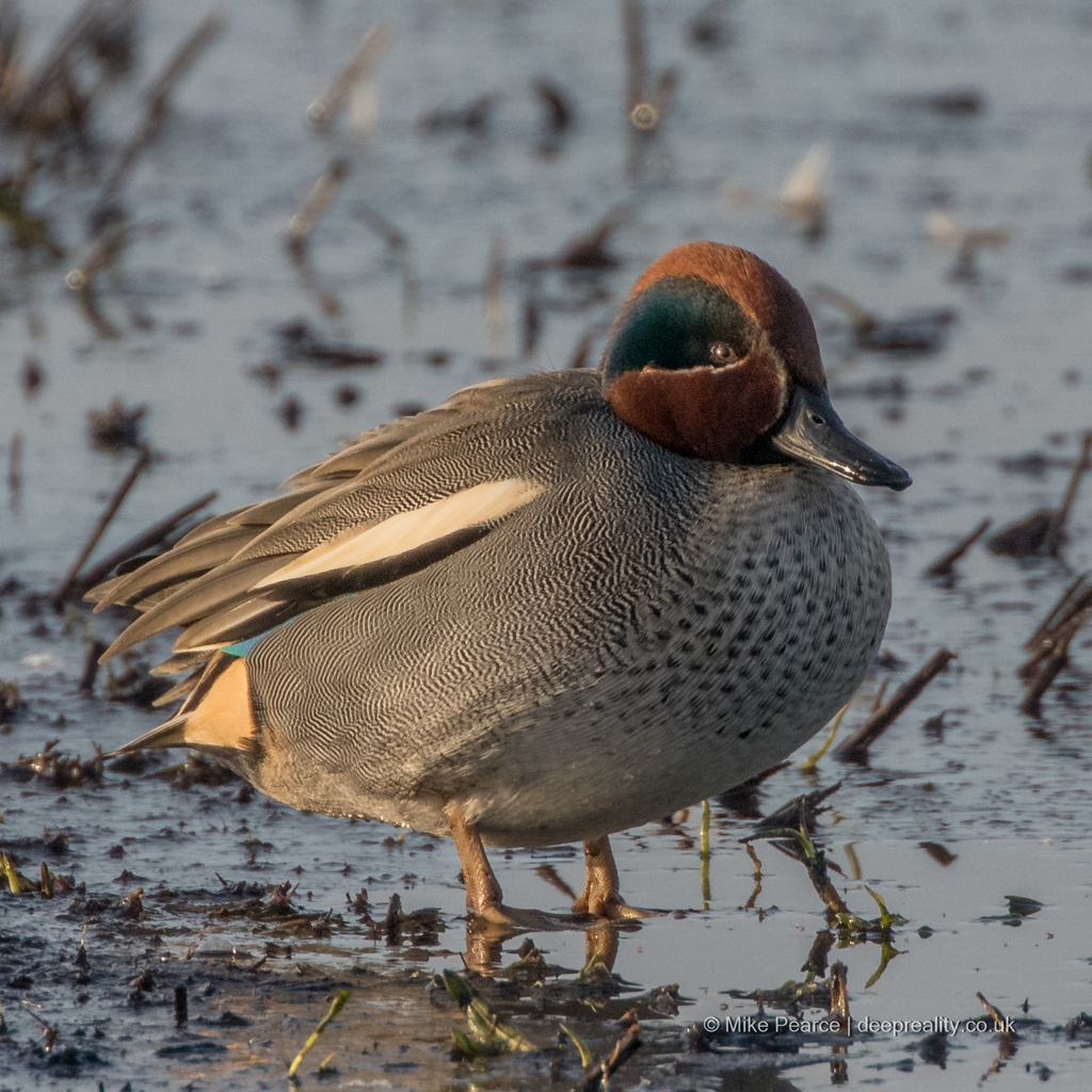 Teal, male