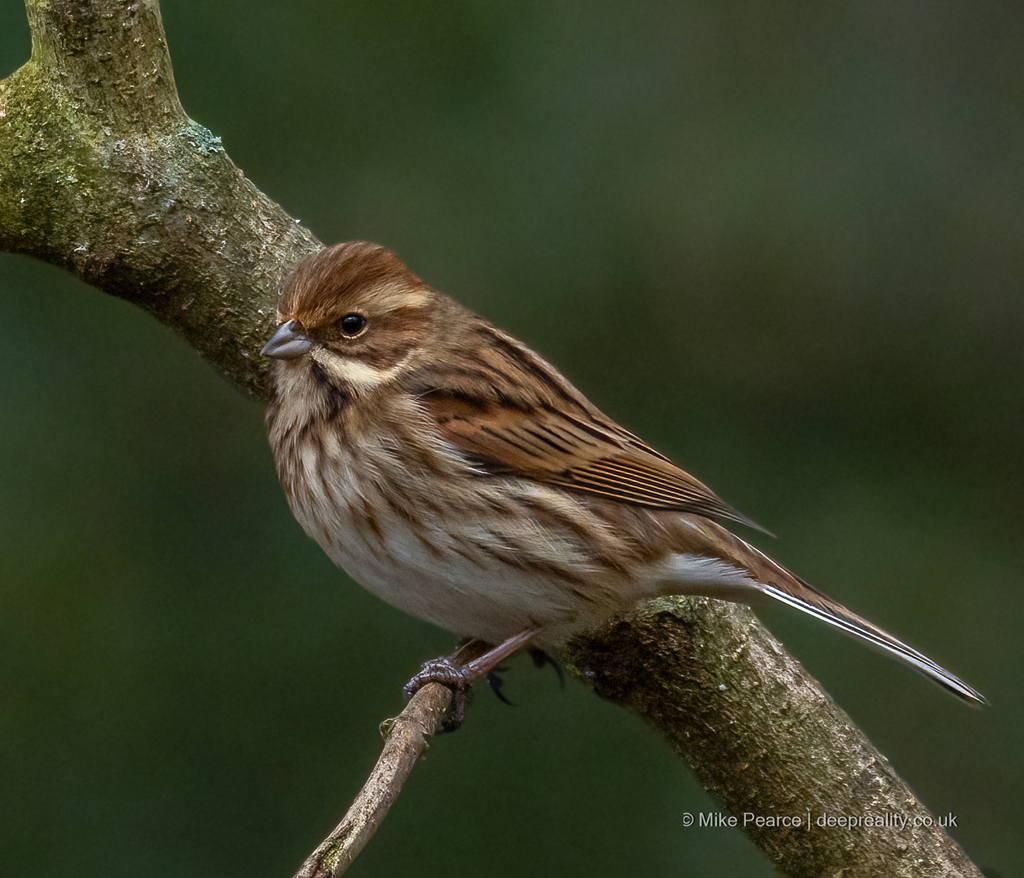 Reed Bunting, female