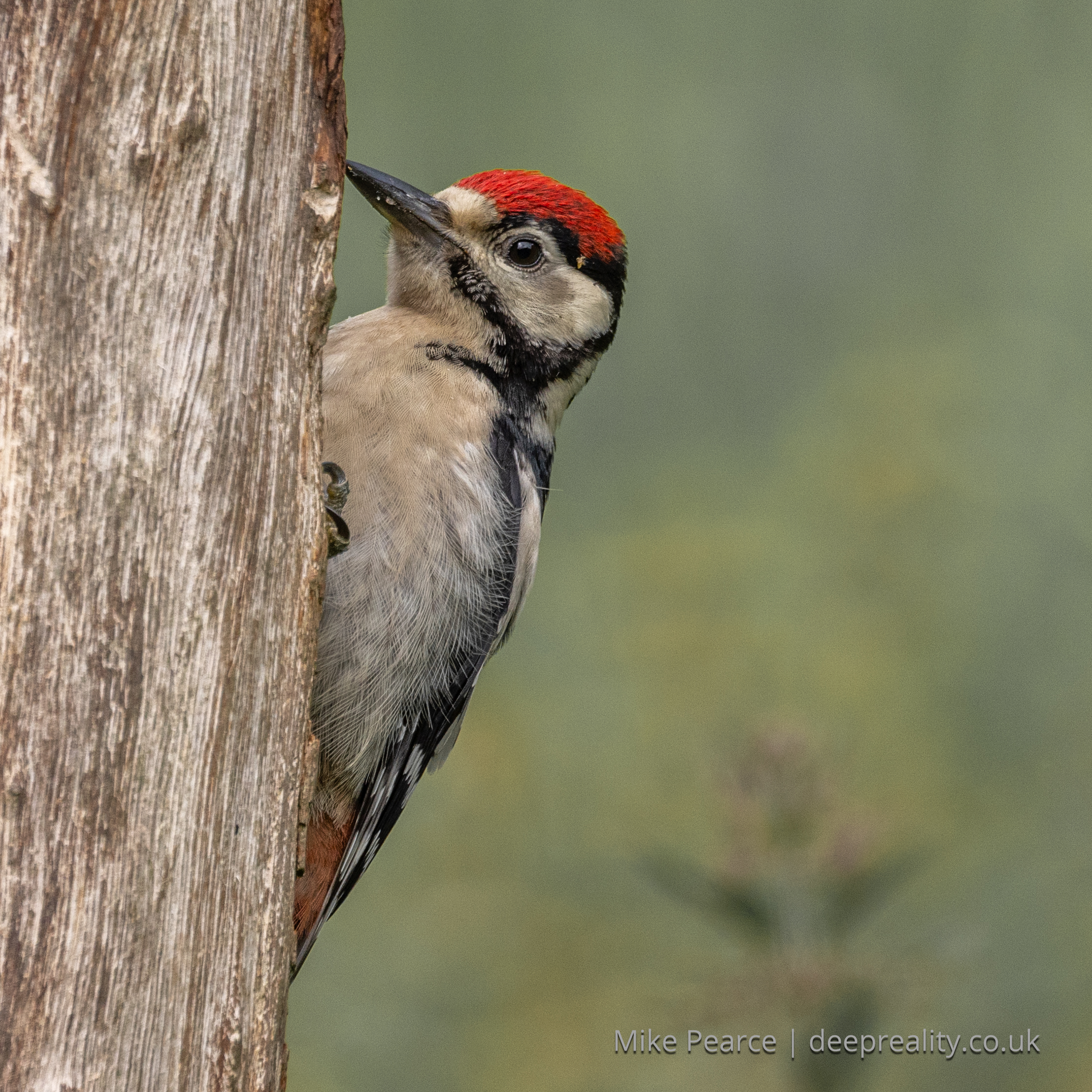 Great Spotted Woodpecker