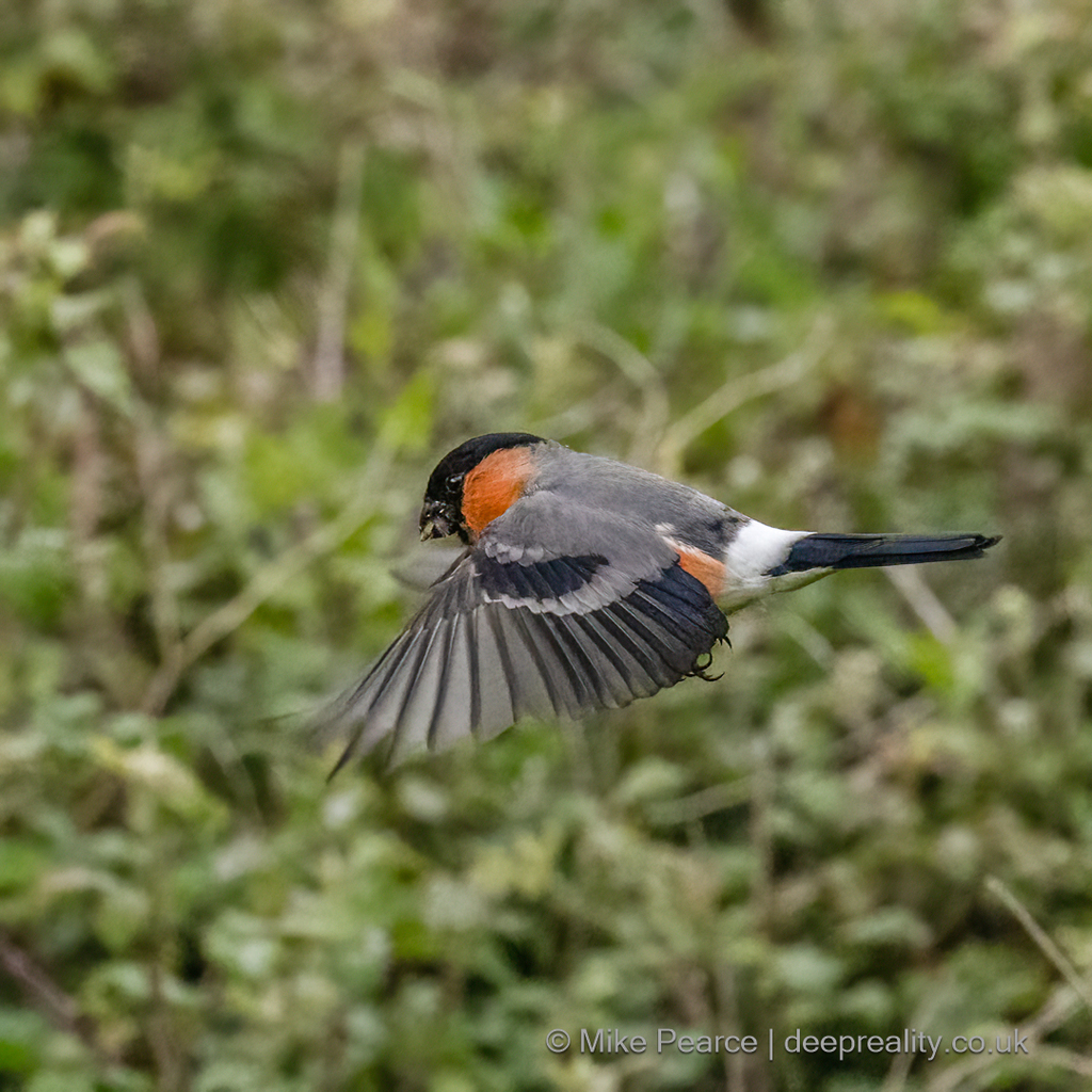 Bullfinch