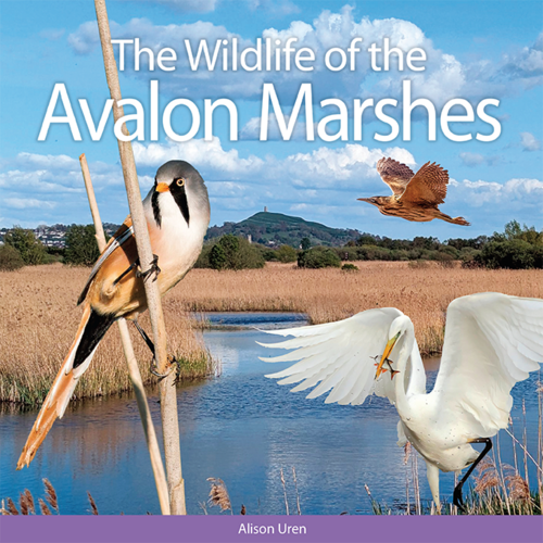 "The Wildlife of the Avalon Marshes" by Alison Uren