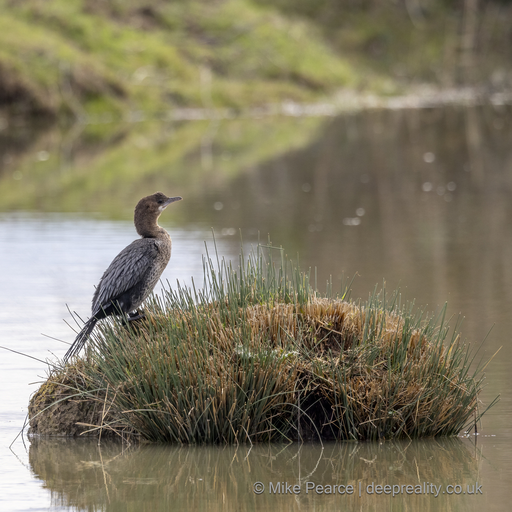 Pygmy Cormorant