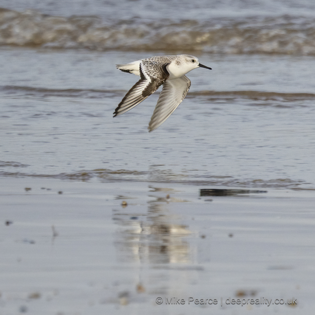 Sanderling