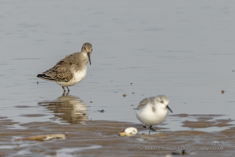 Dunlin (Sanderling in foreground)