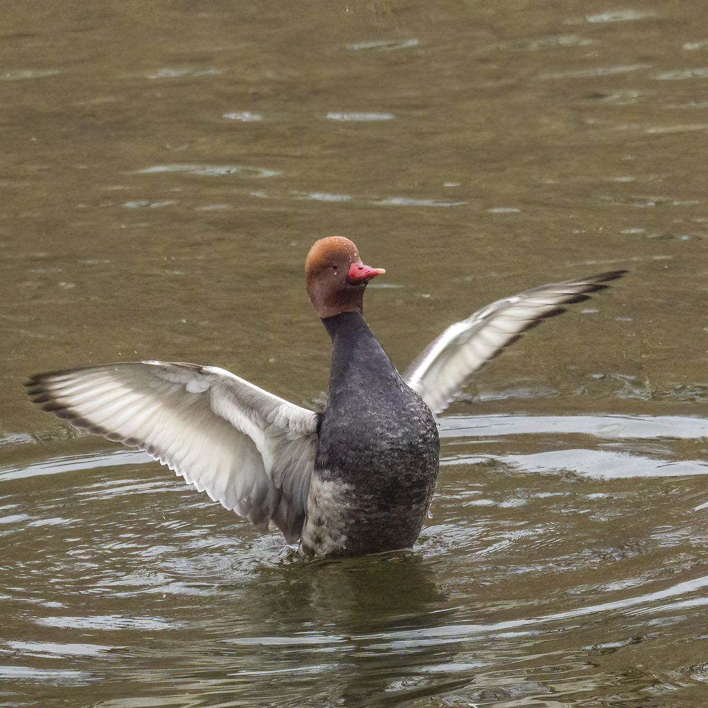 Red-headed Pochard
