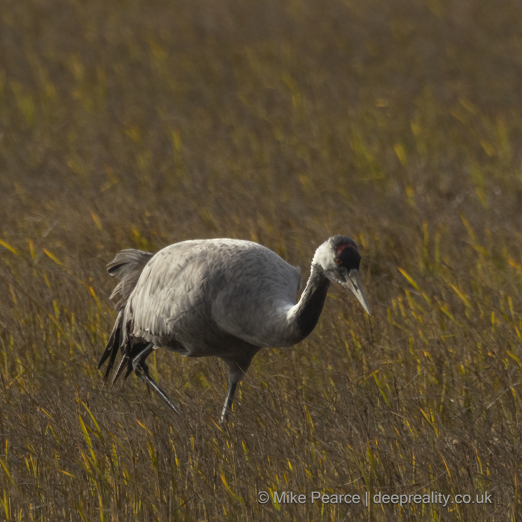Common Crane
