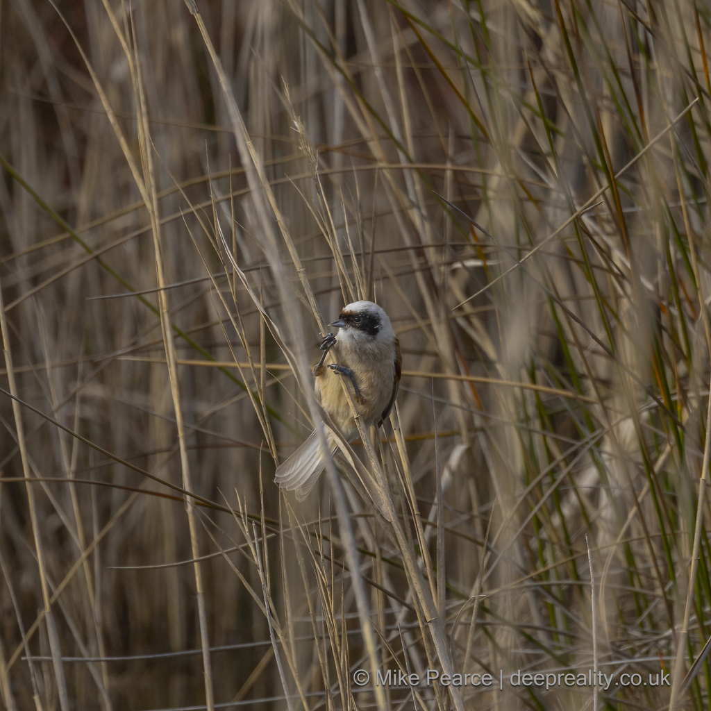 Penduline Tit