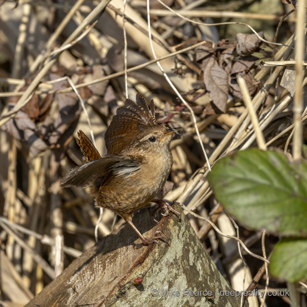 Wren displaying