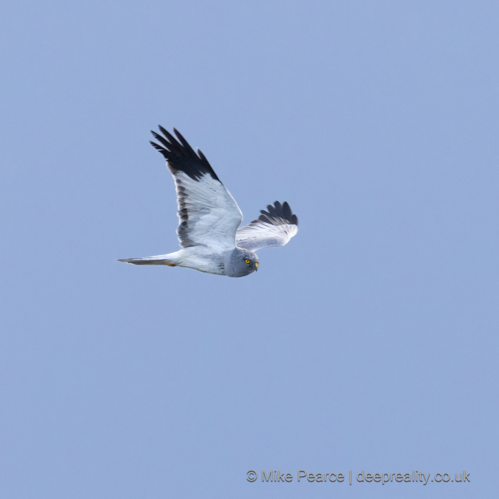 Hen Harrier, male