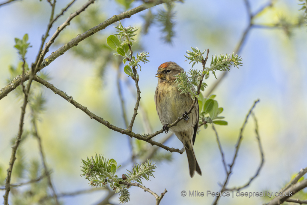 Redpoll