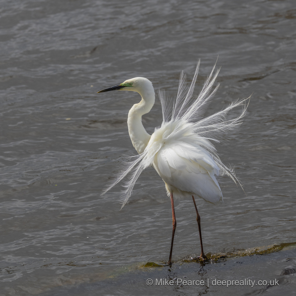 Great White Egret