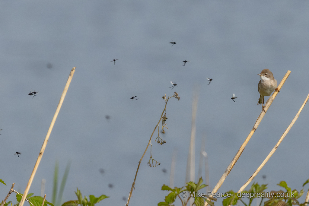 Whitethroat with St Mark's Flies