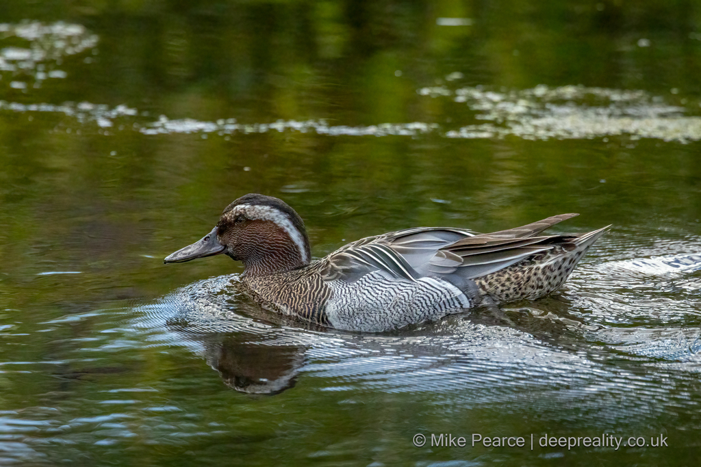 Garganey