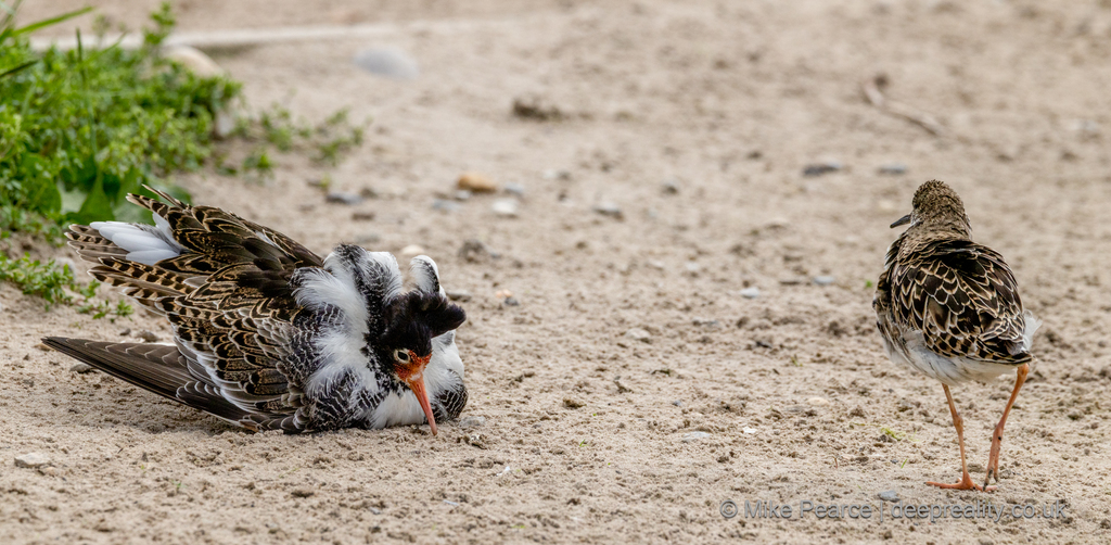 Ruff (male & female)
