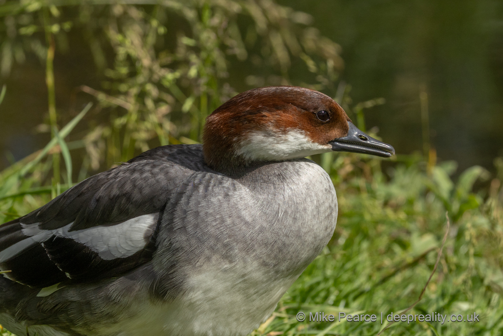 Smew (female)